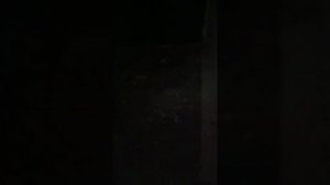 как определить простым способом есть зародыш в яйце или нет. из 17яиц 4 шт были пустишками