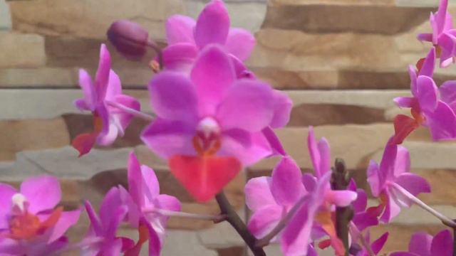 Мімішні ягідки Phal.LIU'S TRIPRINCE 'PINK', TRIPRINCE yellow LIP,LIU'S CUTE ANGEL CHERRY MILK. смотреть онлайн