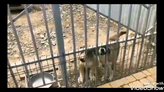 Волкодавы. Питомник Давида. смотреть онлайн