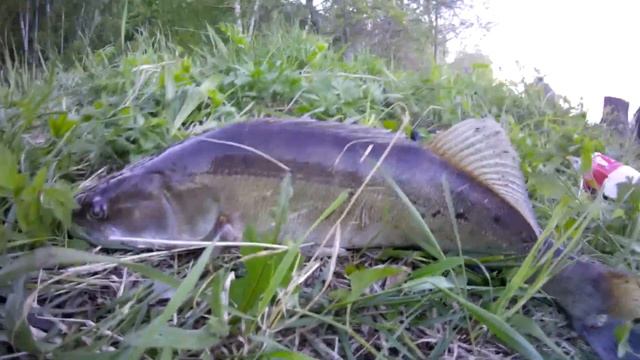 Лучшая рыбалка с берега на реке! Снасть которая ловит рыбу всегда! Рыбалка 2021 смотреть онлайн