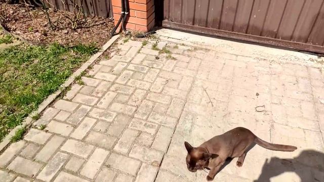 Приобрела помощника. Розы после заморозка. Планы в саду. Солянка капустная в мультиварке. смотреть онлайн