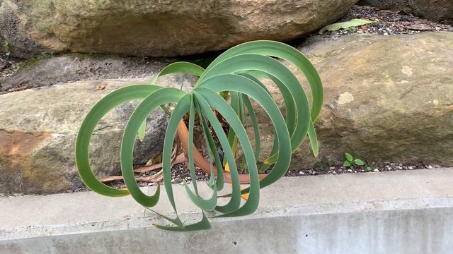 Worsleya procera at RBG Sydney смотреть онлайн