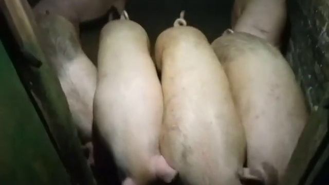 ЦЕНА НА ЖИВОЙ ВЕС СВИНЬИ смотреть онлайн