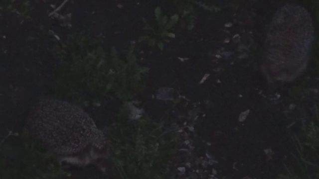 Ужин у ежей. Сумерки. смотреть онлайн