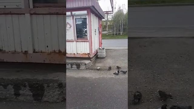 крысы в Апатитах у Арктики смотреть онлайн