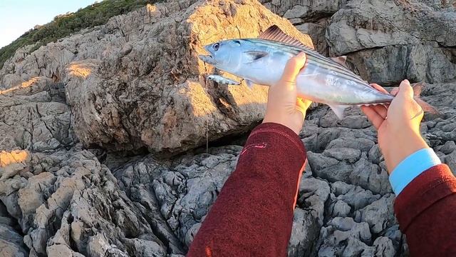 Пеламида или атлантический бонито. Спортивная рыбалка со скал в Черногории смотреть онлайн