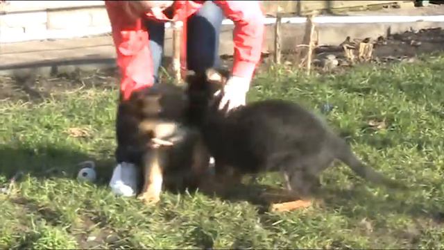 Нэри и Люция