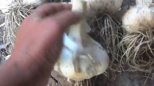 Самый крупный чеснок, какой он? Выращиваем крупный сорт чеснока.