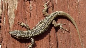 Рассказ о содержание Прытких Ящериц в домашних условиях.