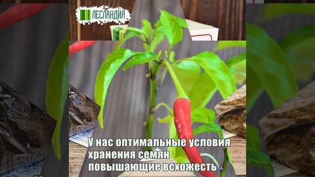 Острый перец печет дважды - набор для выращивания