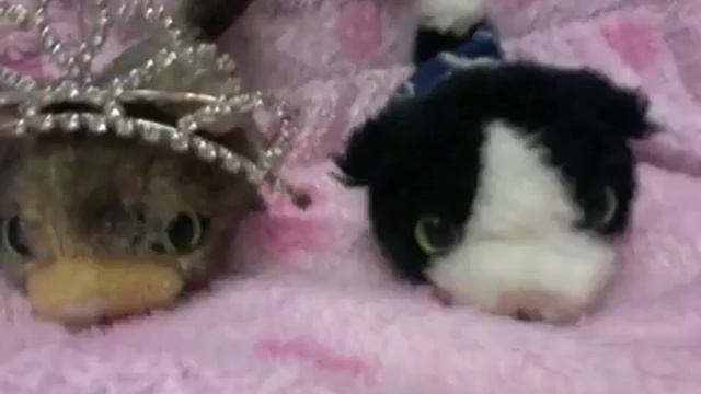 Стоп моушен зе кт коллекшн Продолжение рода кошек или чёт типа того смотреть онлайн