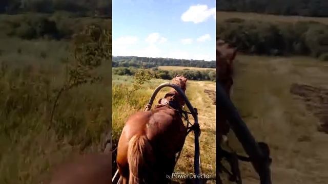 Катаемся на телеге на лошади ! смотреть онлайн