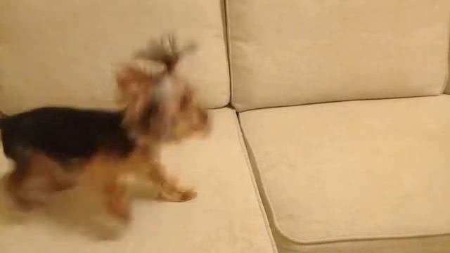 РИЧИК ЛАЕТ НА РЮКЗАК😂 смотреть онлайн