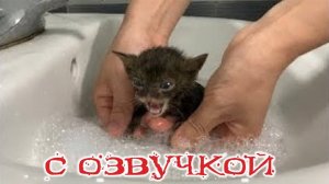 ПРИКОЛЫ С КОТАМИ! Смешные коты! С ОЗВУЧКОЙ! Самые Смешные Животные!
