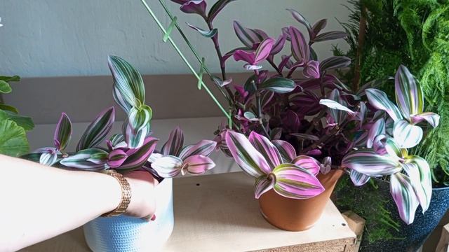 ?Полив еженедельный|метеостанция,для чего она мне?