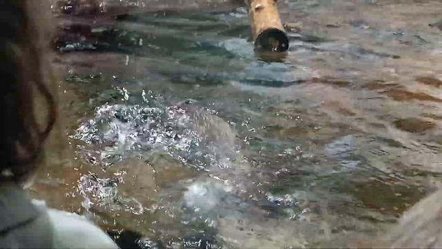 Океанариум. Выдры.