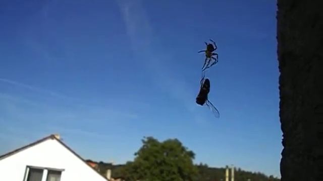 Small spider preparing his meal смотреть онлайн