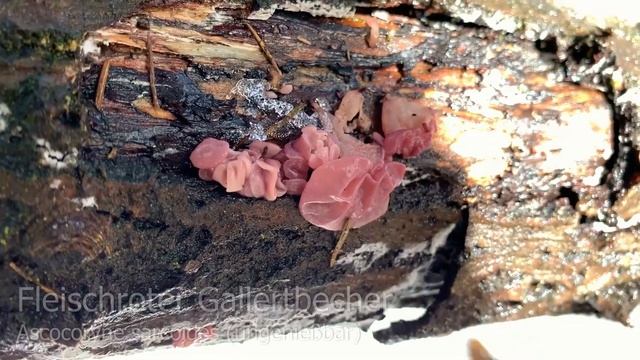 Pilze im Februar | 09.02.2019 | Winterpilze | Samtfußrübling, Muschelseitling, Trompetenpfifferling смотреть онлайн