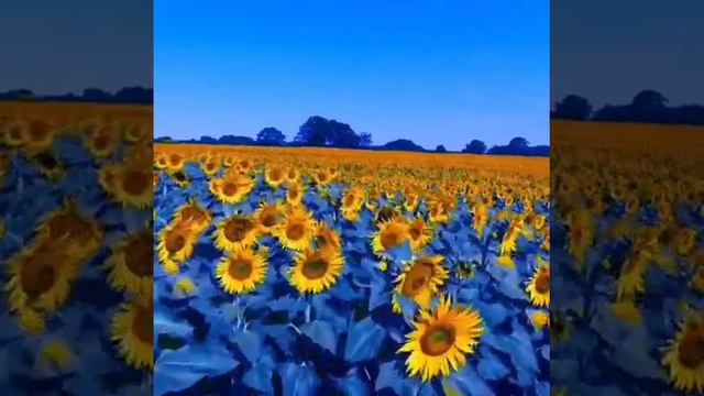 🌻 Blue with sunflower, beautiful blue sunflower ocean #satisfying #121 смотреть онлайн