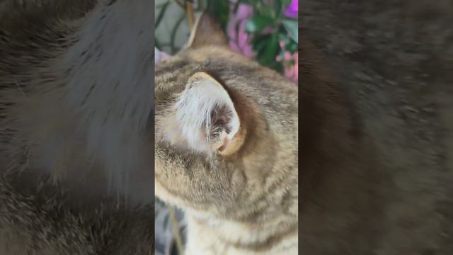 Мия и олива #цветыжизни #кошкиицветы #оранжереядома #эвкалипты смотреть онлайн