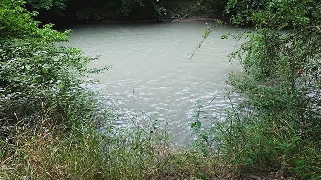 Пение птиц в лесу у реки со звуками природы