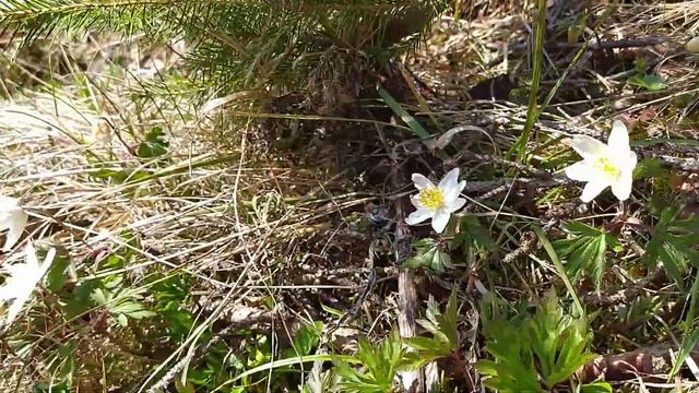 Анемона дібровна (A. nemorosa) смотреть онлайн