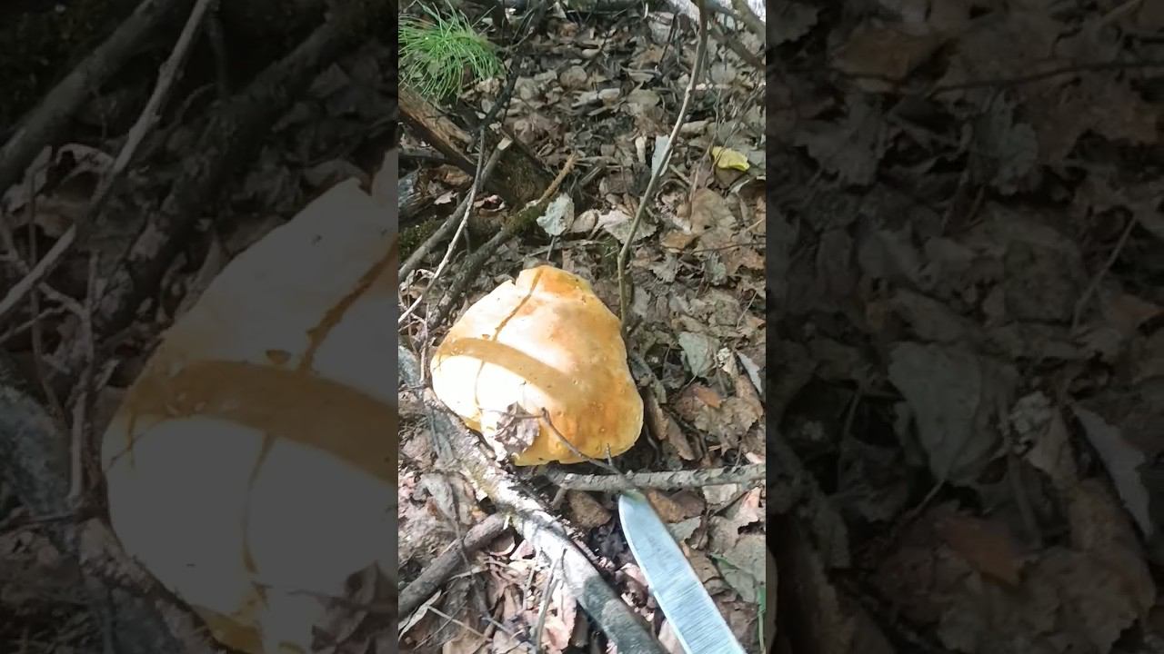 21 июля 2023 г. смотреть онлайн