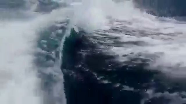 Морское путешествие с касатками смотреть онлайн