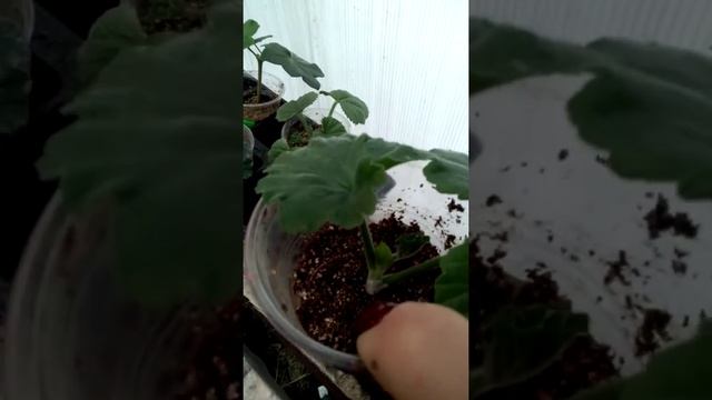 # 4.Мой опыт черенкования пеларгонии в осенне - зимний период. смотреть онлайн