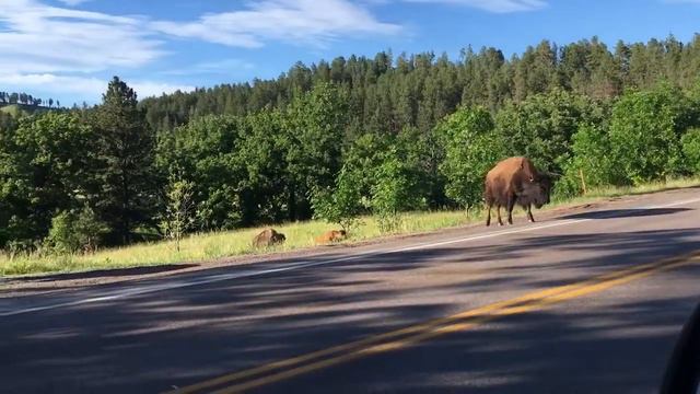 More Custer Buffalo Herd смотреть онлайн
