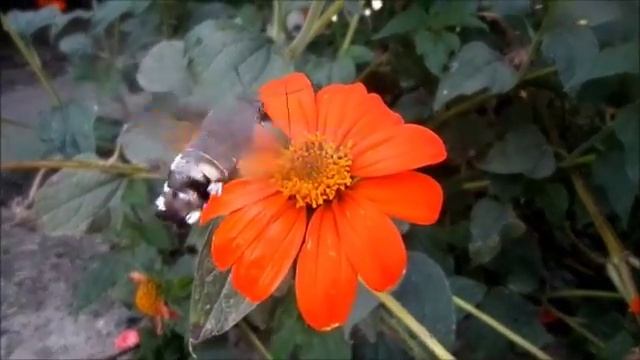 БАБОЧКИ. СЕНТЯБРЬ. смотреть онлайн