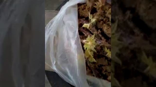 Укоренение ежемалины черенками смотреть онлайн