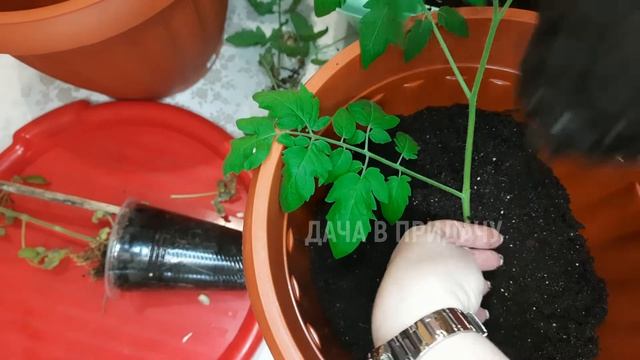 Внимание! Ловушка переросшей рассады. Мой огород на балконе. смотреть онлайн