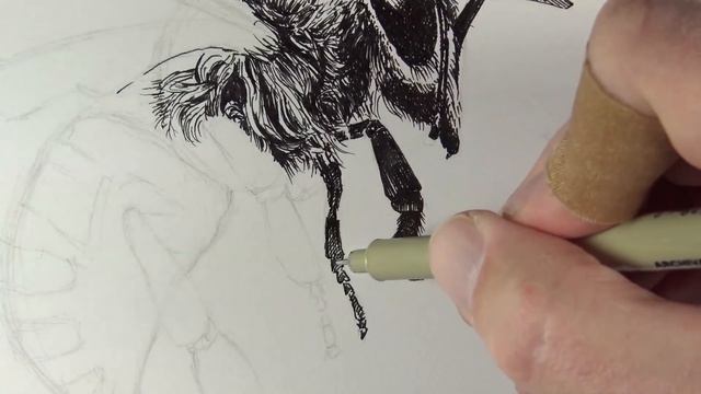 Pen and Ink Lesson - How to Draw a Bee смотреть онлайн