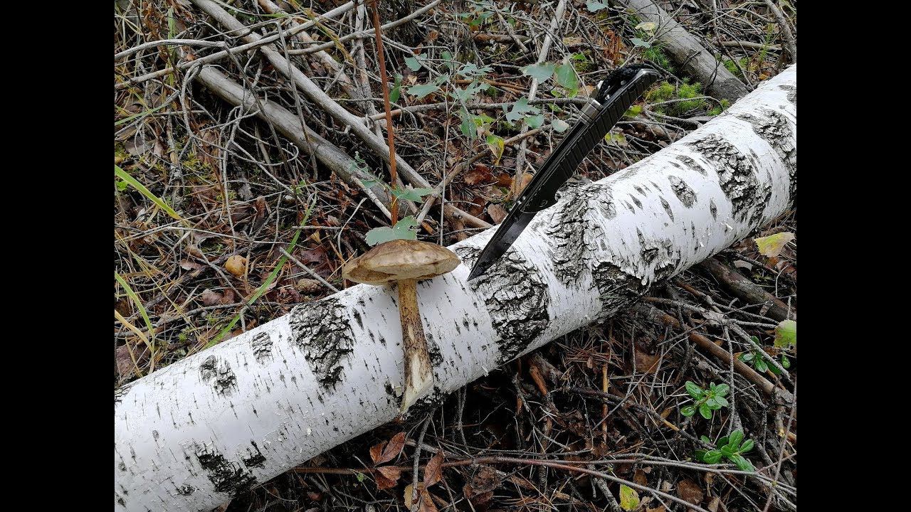 Тихая охота 1 сентября. Много моховиков, удачная прогулка за грибами. #NIK_72 смотреть онлайн