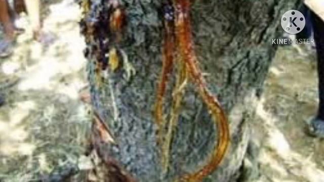 Homeopathic Management of #STEM_BORER in Cashew Trees смотреть онлайн