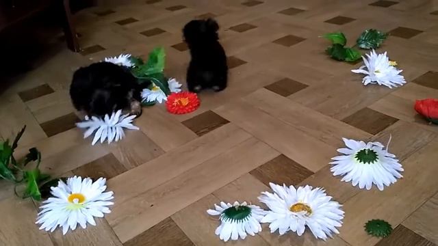 Маленкие йорки) смотреть онлайн