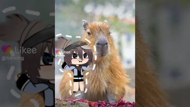 Клип "Капибара". Капибара самое лучшее животное на Земле ?. #gachalife , #gacha , #капибара . смотреть онлайн