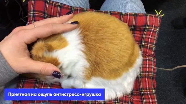 Игрушка-антистресс "Спящие животные" смотреть онлайн