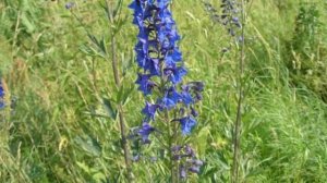 Живокост или окопник. Лекарственные травы