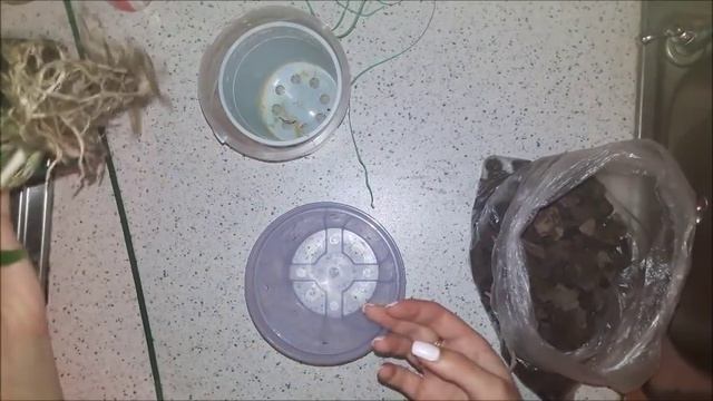 Орхидея Дендрофаленопсис Banana Chocolate с гнилыми корнями. Обработка и пересадка. смотреть онлайн