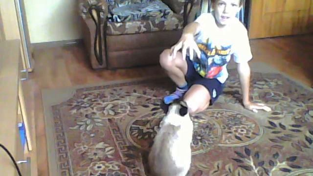 прикол кот танцует брейк смотреть онлайн