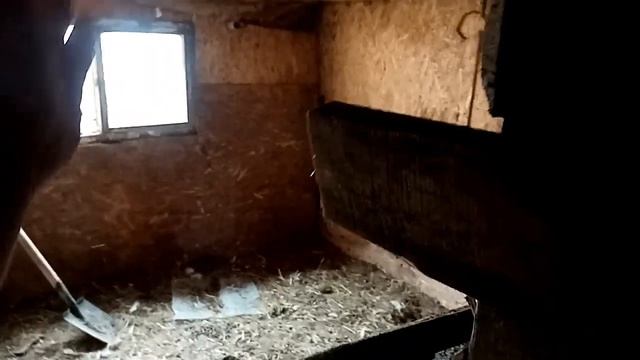 И снова ЧП. Ни свинья, а слон в посудной лавке. смотреть онлайн