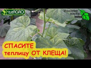 ИЗБАВЬТЕСЬ ОТ КЛЕЩЕЙ РАЗ и НАВСЕГДА! Обработка теплицы от паутинного клеща - злого врага огорода!