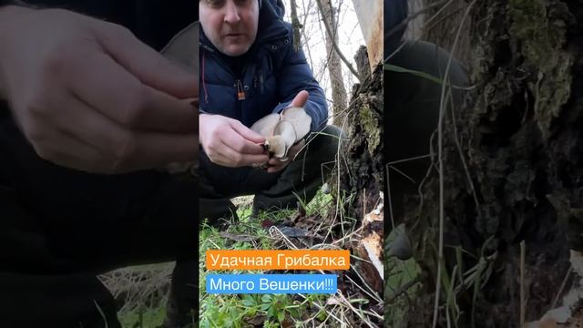 Удачная Грибалка в 2023 году #грибы2023 #грибы #опята смотреть онлайн