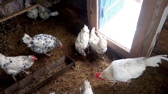 Куры породы амераукана и пушкинские. смотреть онлайн