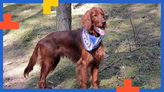 Caractéristiques De La Race De Setter Anglais ? смотреть онлайн