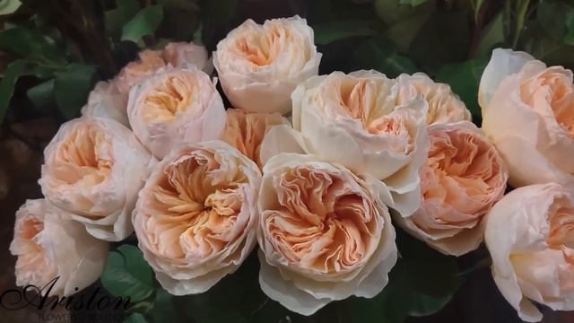 Ariston Florist смотреть онлайн