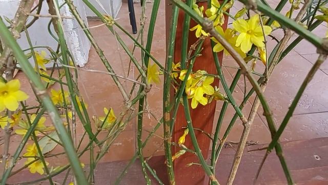 Цветет Жасмин Голоцветковый смотреть онлайн