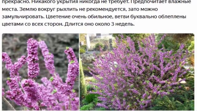 Он зацветет первым смотреть онлайн
